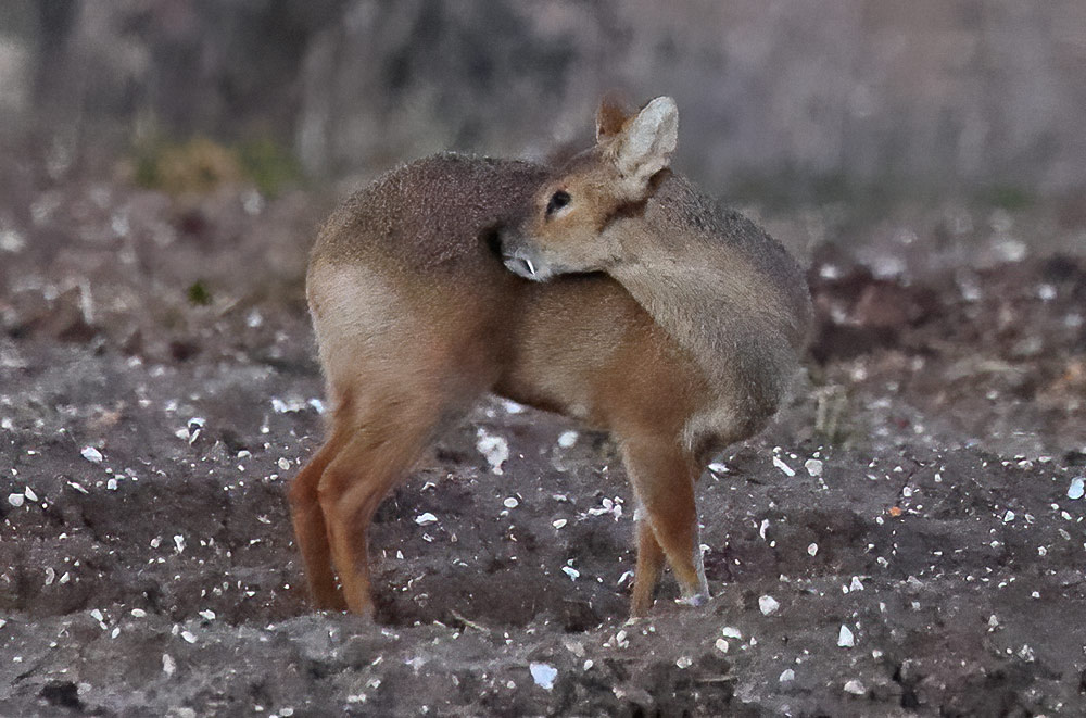 Chinese water deer